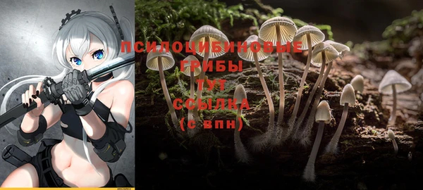 PSILOCYBIN Гусиноозёрск